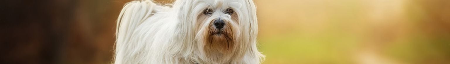 En hund av rasen bichon havanais går på en stig i solskenet