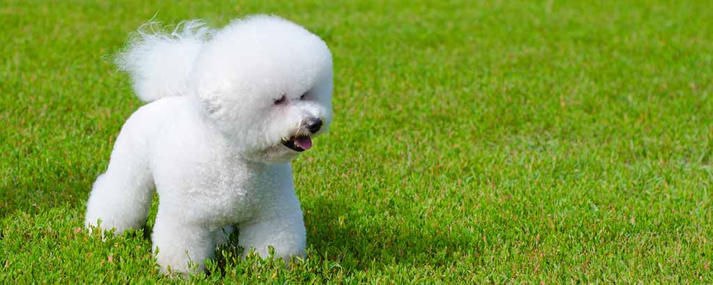 En hund av rasen bichon frisé på en gräsmatta