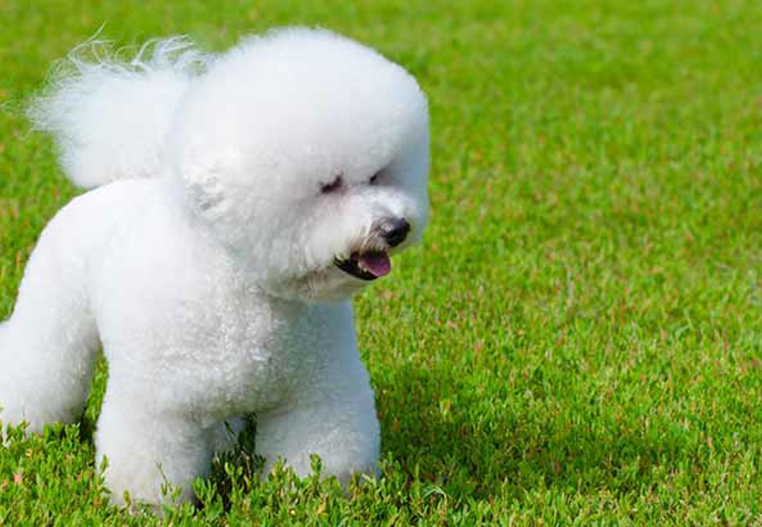 En hund av rasen bichon frisé på en gräsmatta