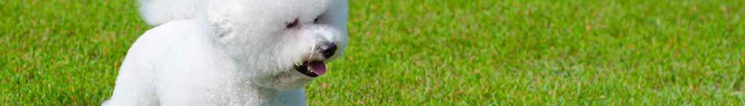 En hund av rasen bichon frisé på en gräsmatta