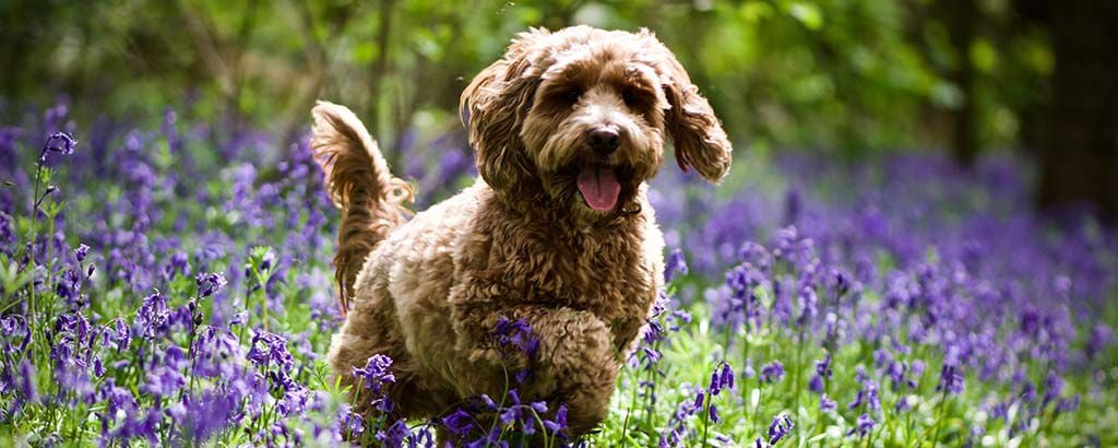 Hund springer i trädgård med lavendel