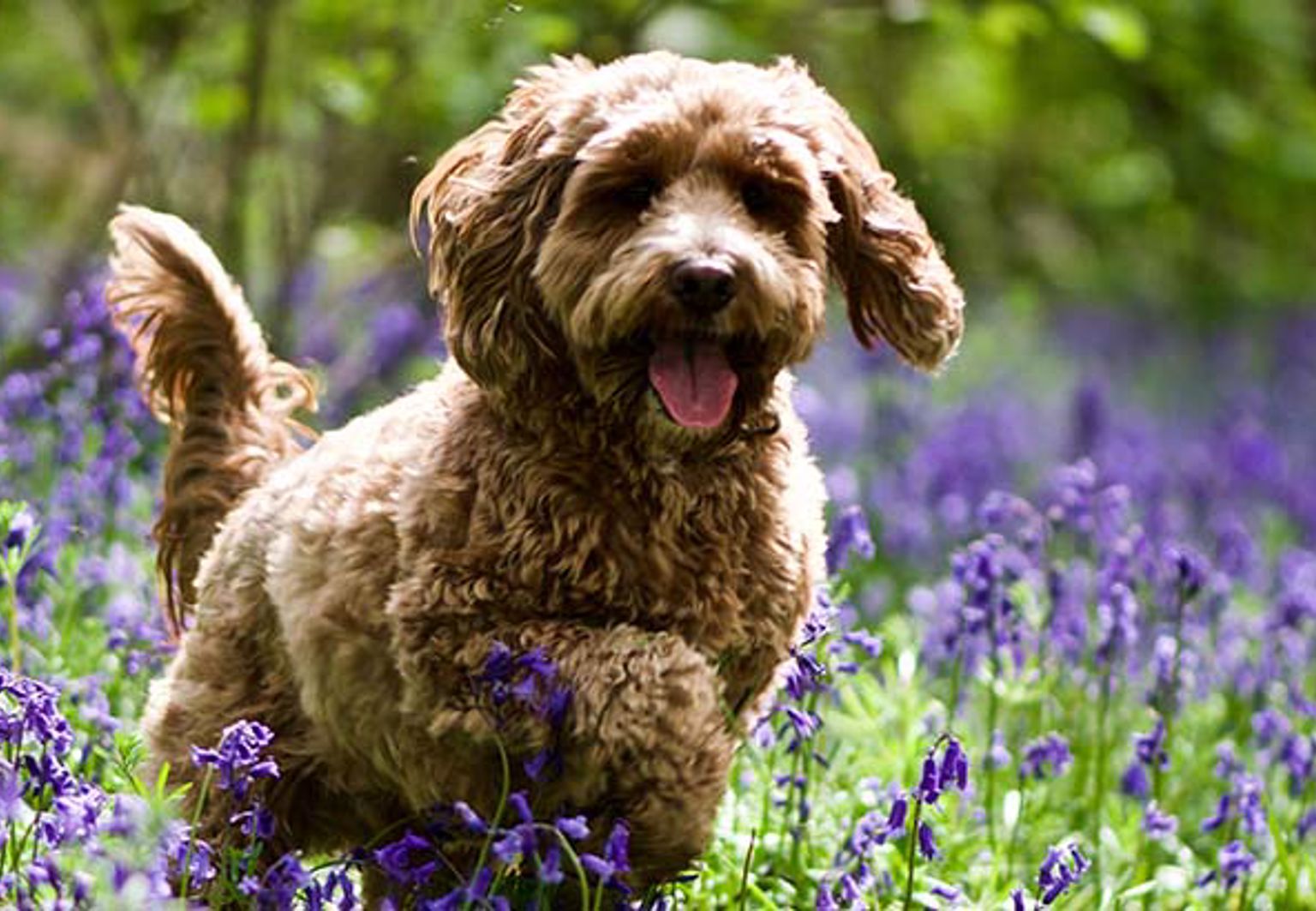 Hund springer i trädgård med lavendel