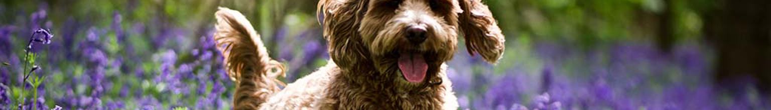 Hund springer i trädgård med lavendel