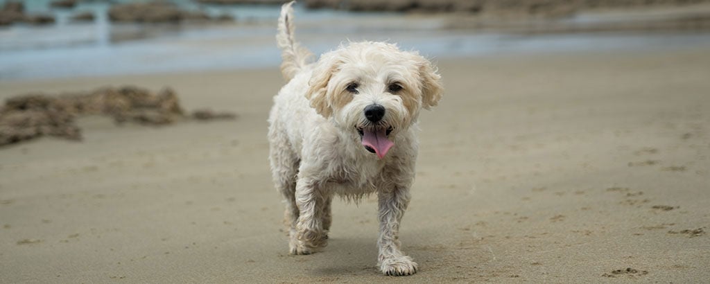 Hund med leriga tassar springer på en badstrand