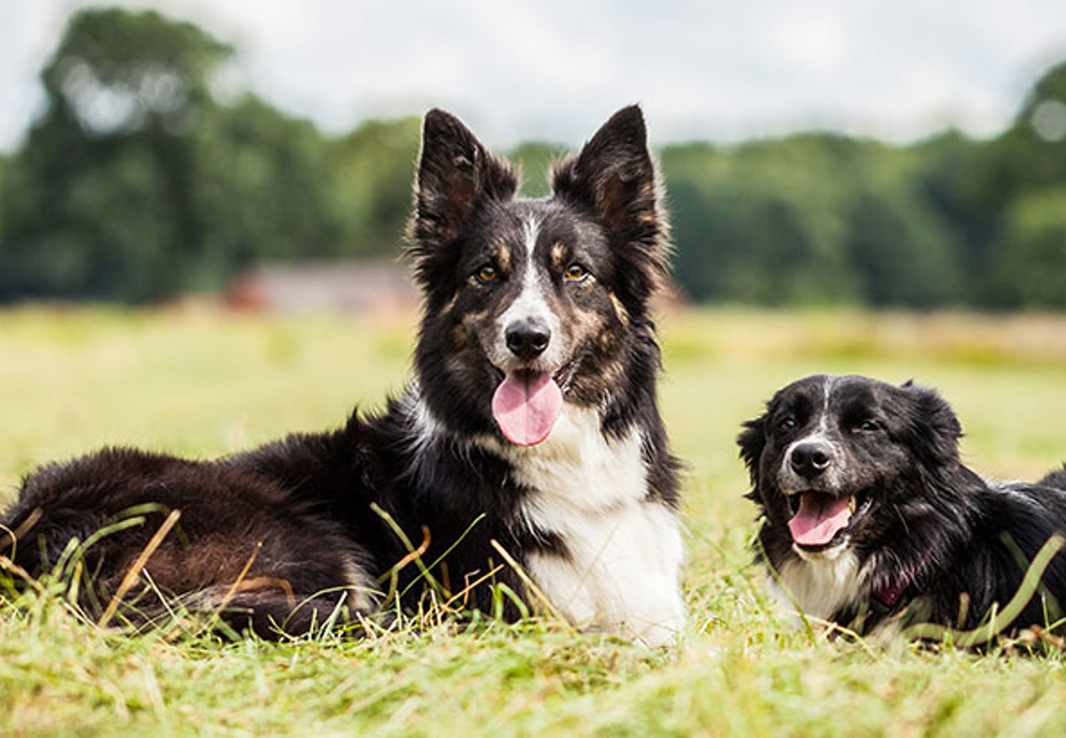 Tre hundar ligger i gräset