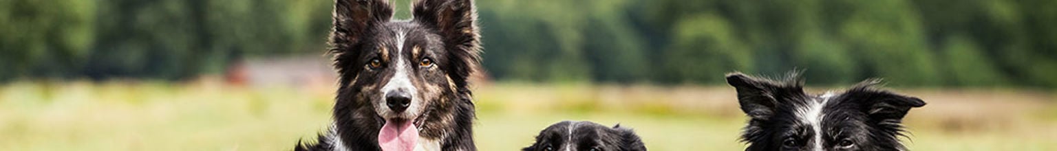 Tre hundar ligger i gräset