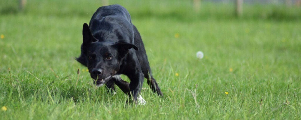 En border collie springer i gräset