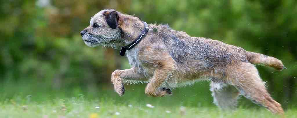 En hund av rasen borderterrier springer på en gräsmatta