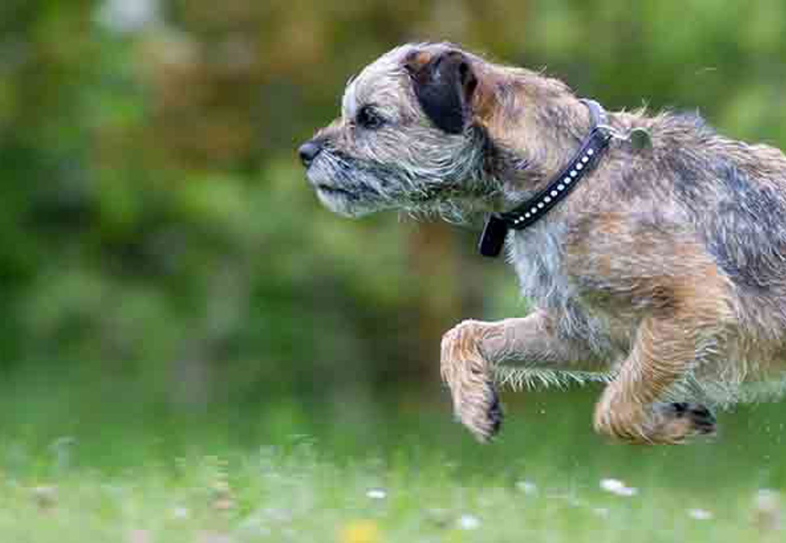 En hund av rasen borderterrier springer på en gräsmatta