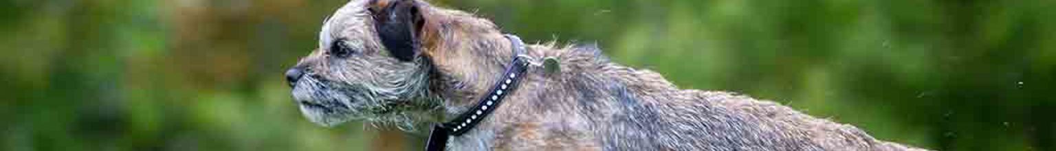 En hund av rasen borderterrier springer på en gräsmatta