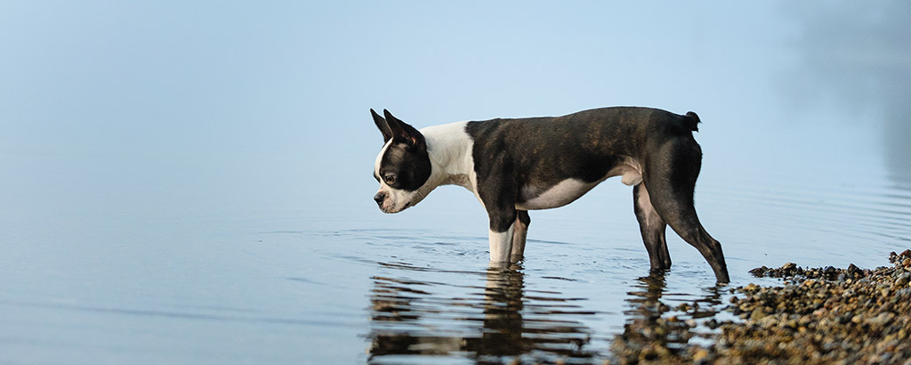 En hund av rasen bostonterrier går ut i vattnet från en stenig badstrand 