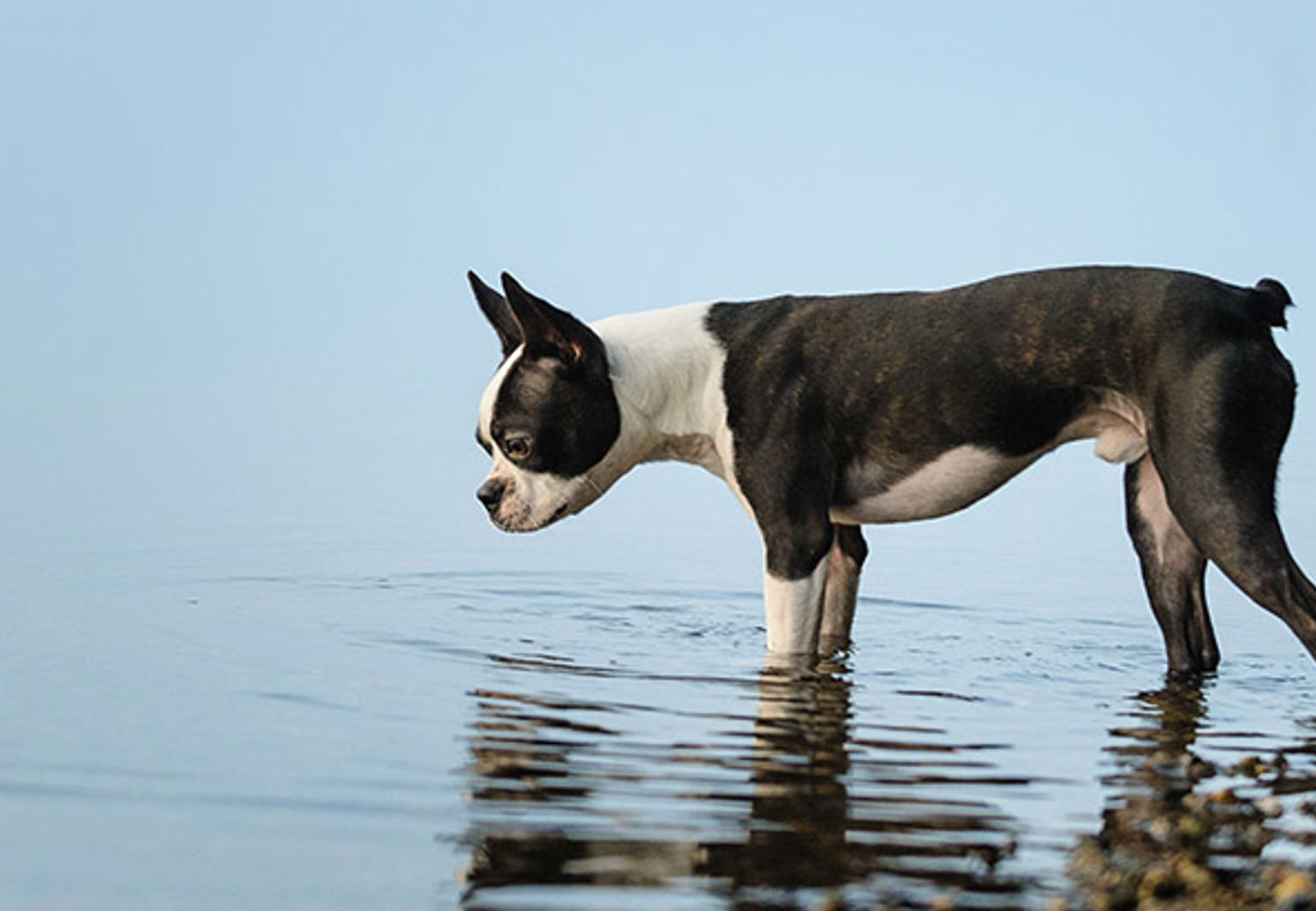 En hund av rasen bostonterrier går ut i vattnet från en stenig badstrand