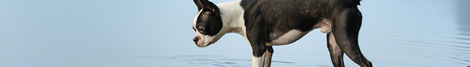 En hund av rasen bostonterrier går ut i vattnet från en stenig badstrand