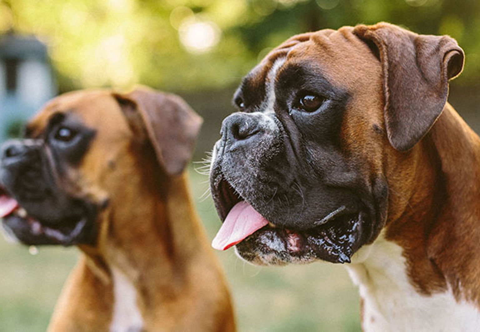 Två hundar av rasen boxer bredvid varandra i en trädgård med ett hus i bakgrunden