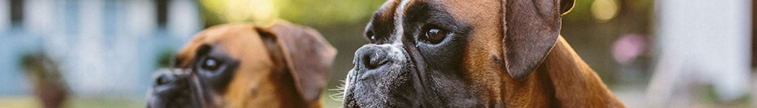 Två hundar av rasen boxer bredvid varandra i en trädgård med ett hus i bakgrunden