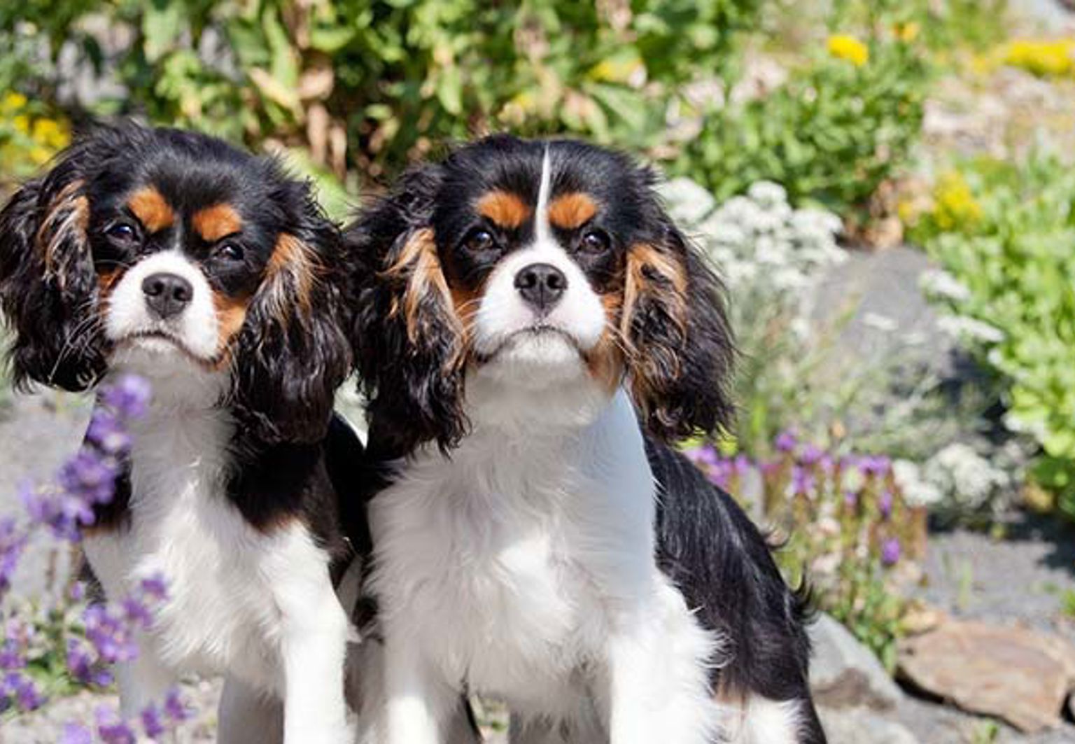 Två hundar sitter bredvid varandra i en blomstrande trädgård