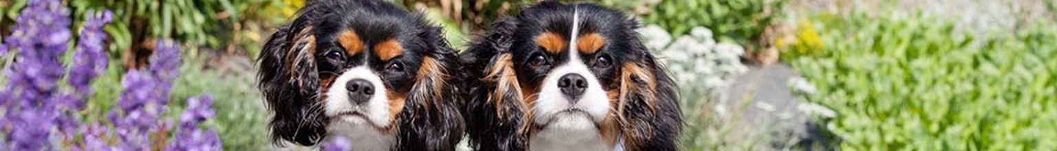 Två hundar sitter bredvid varandra i en blomstrande trädgård