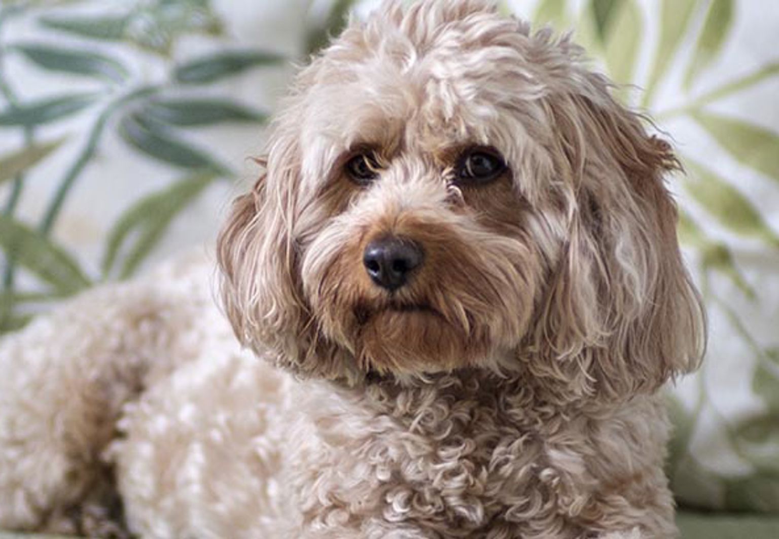 Hund av rasen cavapoo ligger bland mönstrade kuddar