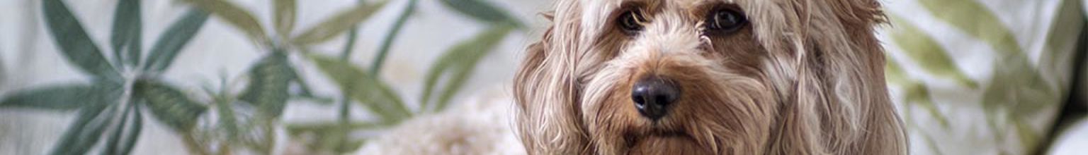 Hund av rasen cavapoo ligger bland mönstrade kuddar