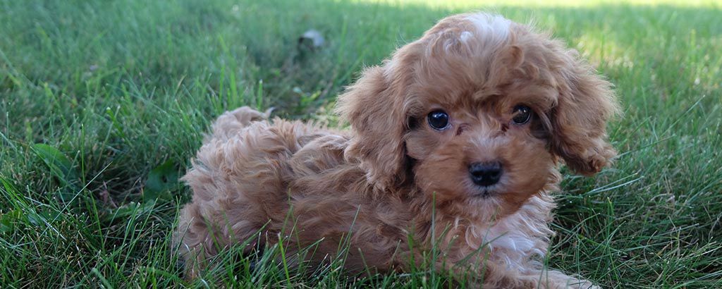 Liten hundvalp av rasen cavapoo i gräset