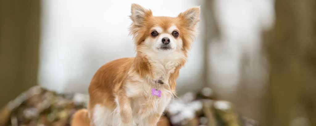 En hund av rasen chihuahua sitter utomhus