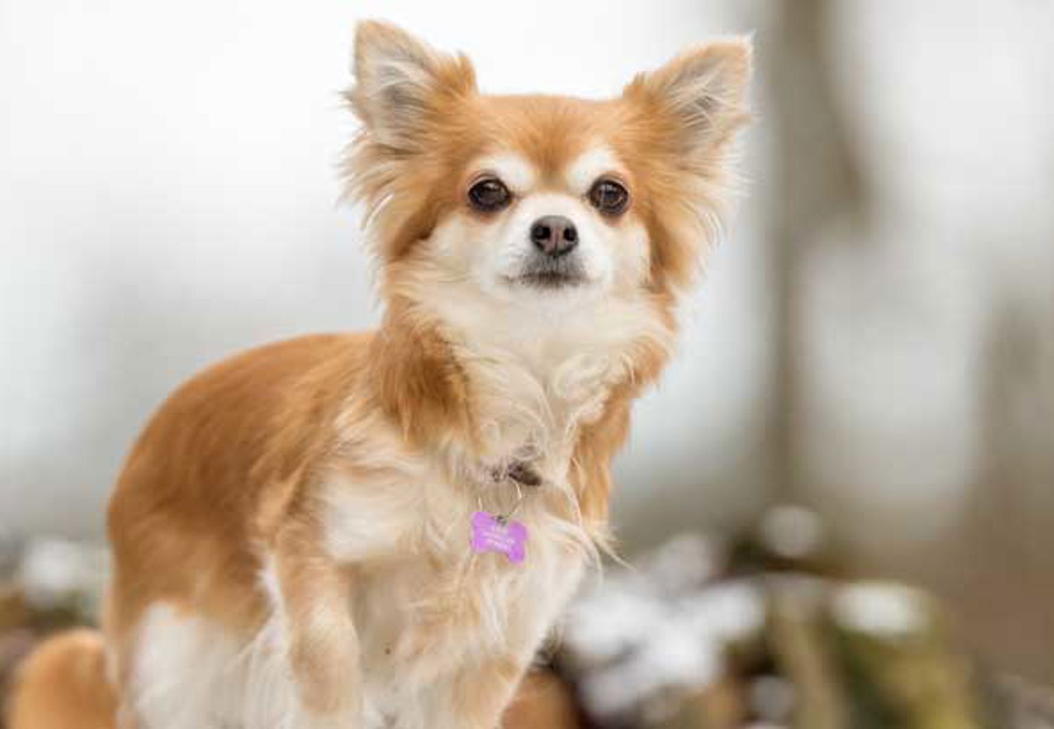 En hund av rasen chihuahua sitter utomhus