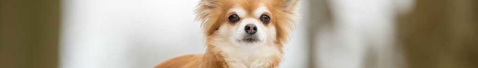 En hund av rasen chihuahua sitter utomhus