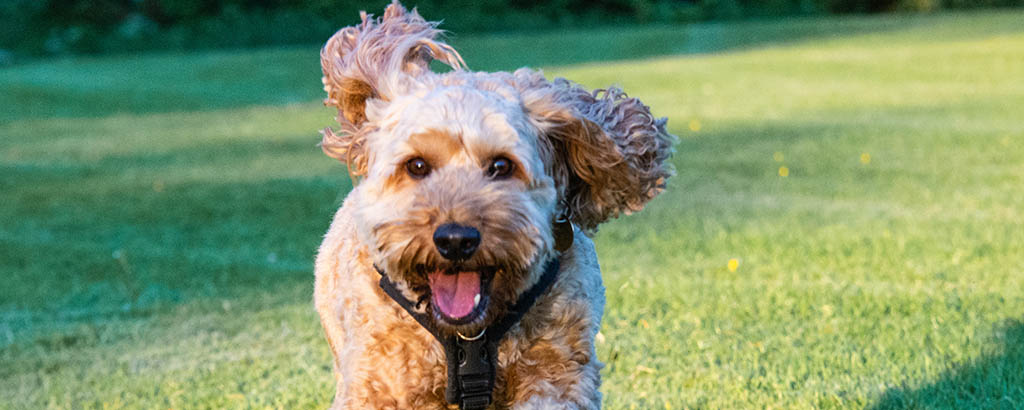 En hund av rasen cockerpoo springer på en gräsmata mot kameran