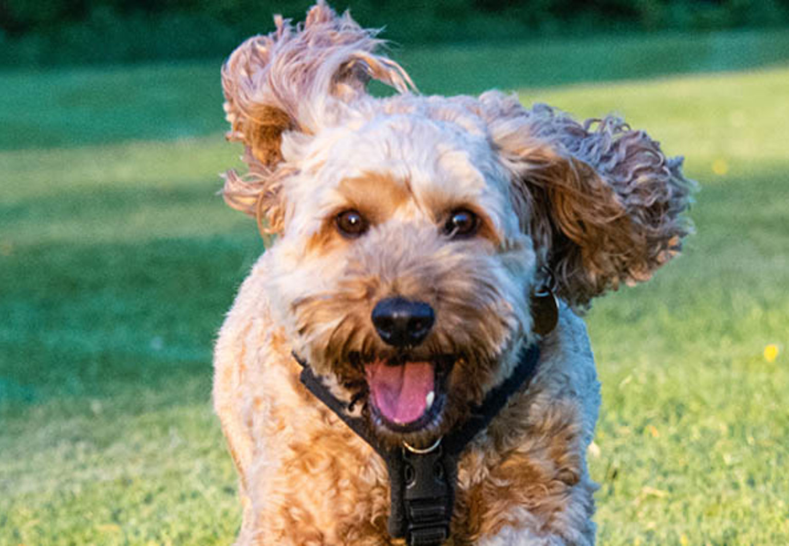 En hund av rasen cockerpoo springer på en gräsmata mot kameran