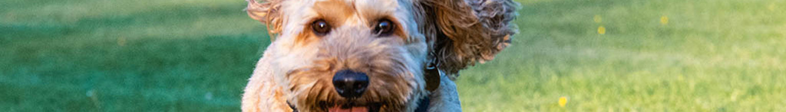 En hund av rasen cockerpoo springer på en gräsmata mot kameran