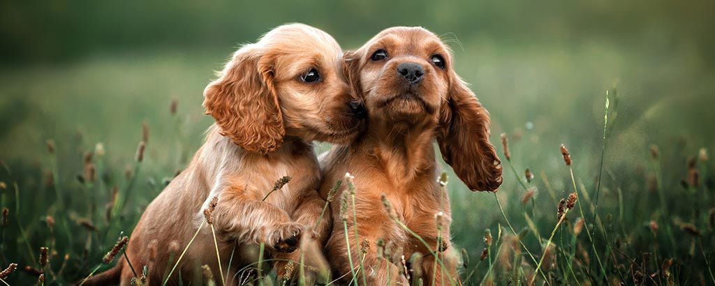 Två hundvalpar av rasen cocker spaniel sitter i gräset och gosar