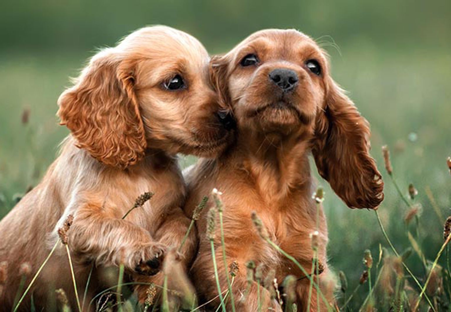 Två hundvalpar av rasen cocker spaniel sitter i gräset och gosar