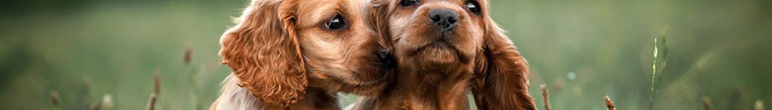 Två hundvalpar av rasen cocker spaniel sitter i gräset och gosar