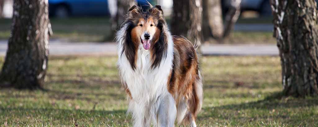 En hund av rasen collie är ute i ett grönområde
