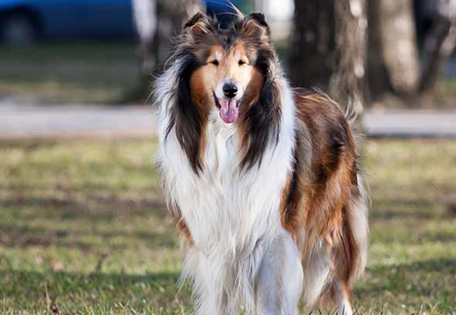 En hund av rasen collie är ute i ett grönområde