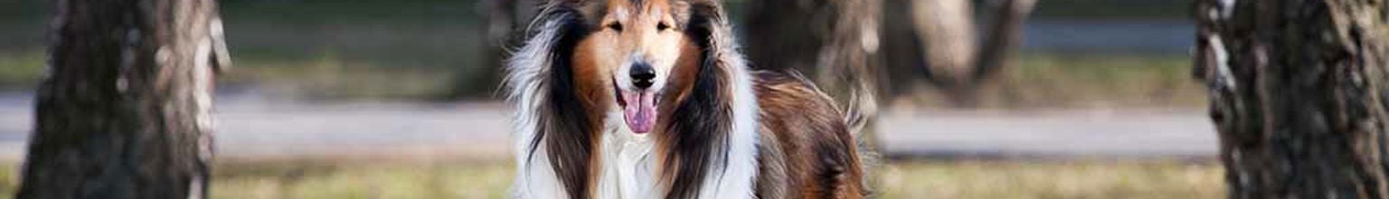 En hund av rasen collie är ute i ett grönområde