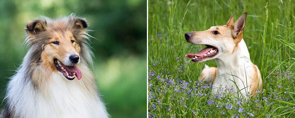 Två bilder på olika hundar av rasen collie