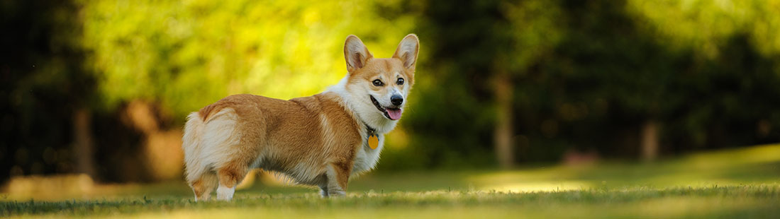 liten söt hund av rasen corgi utomhus
