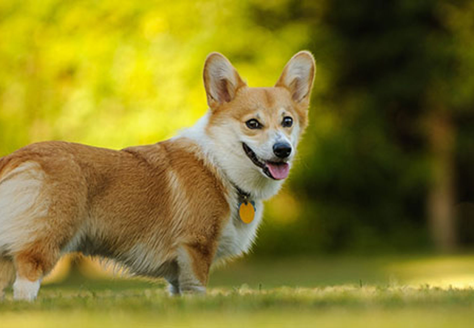 liten söt hund av rasen corgi utomhus