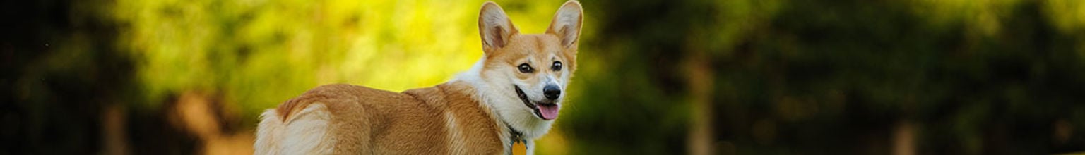 liten söt hund av rasen corgi utomhus