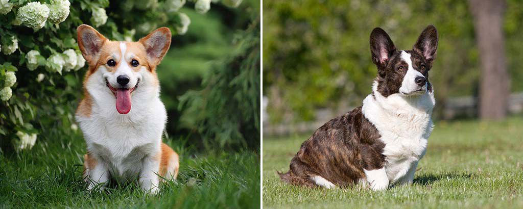 två varianter av hundrasen corgi, cardigan och pembroke