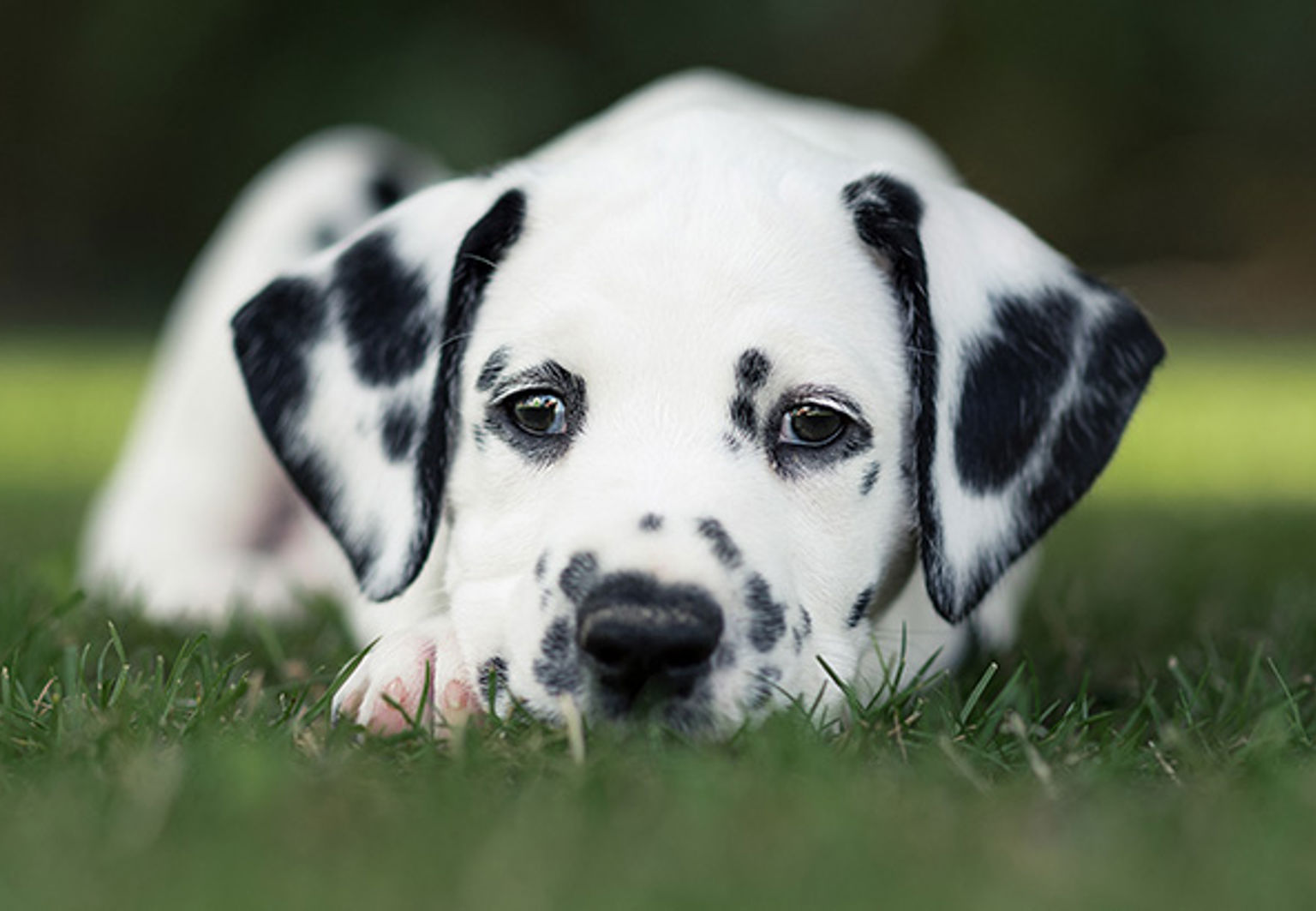En dalmatiner-valp ligger på gräsmatta