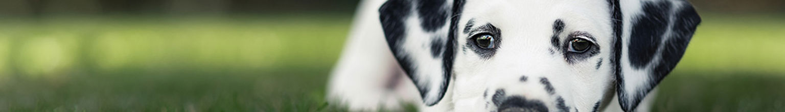 En dalmatiner-valp ligger på gräsmatta