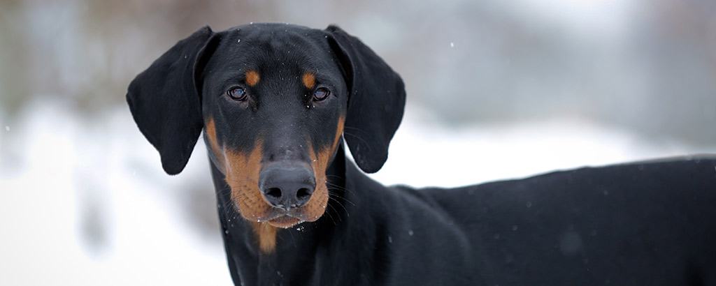 En hund av rasen dobermann i ett vinterlandskap