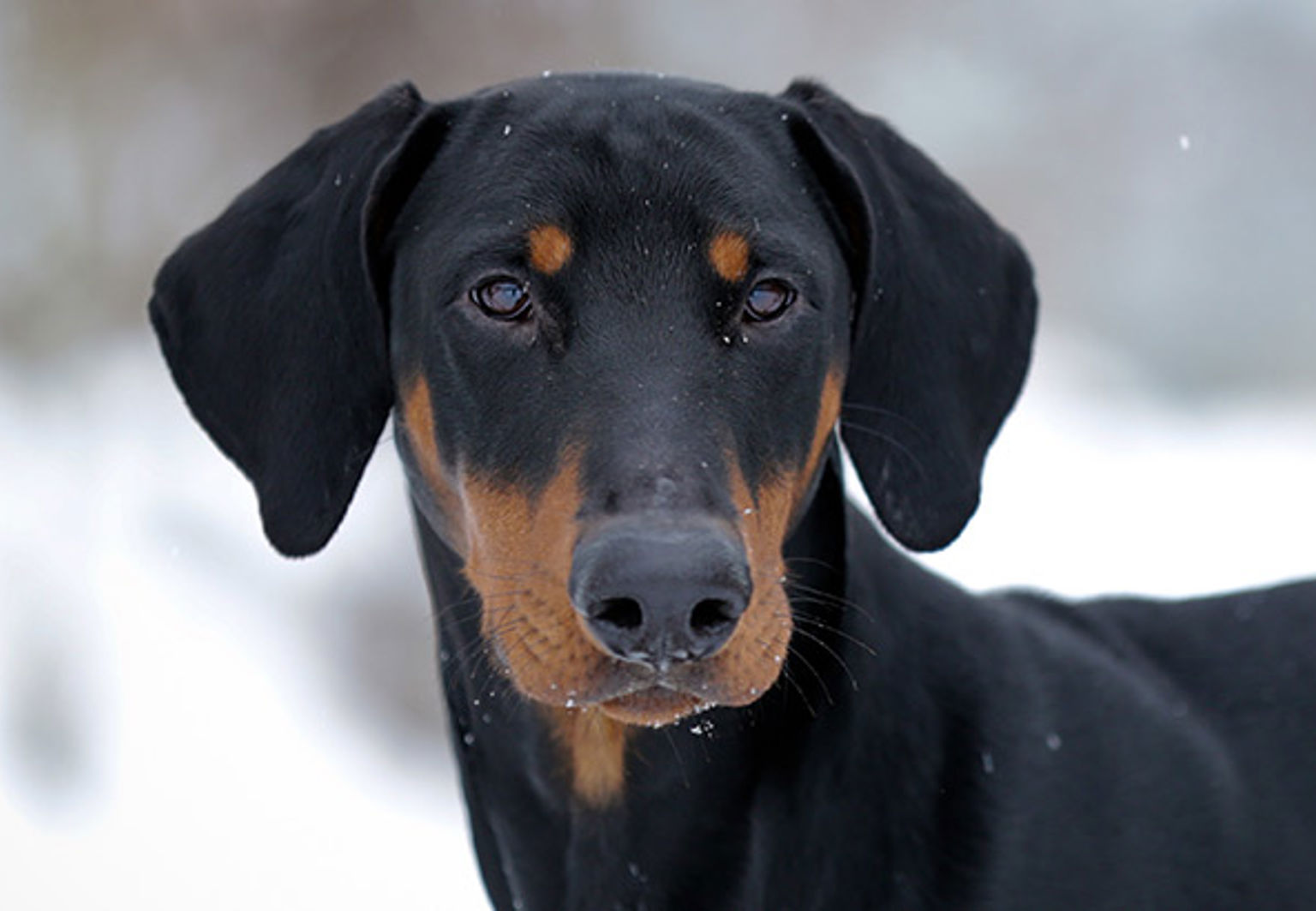 En hund av rasen dobermann i ett vinterlandskap