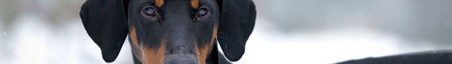 En hund av rasen dobermann i ett vinterlandskap