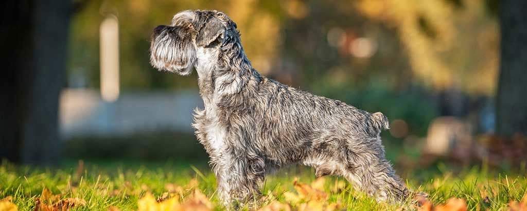 Hund av rasen dvärgschnauzer står ute i höstlöv