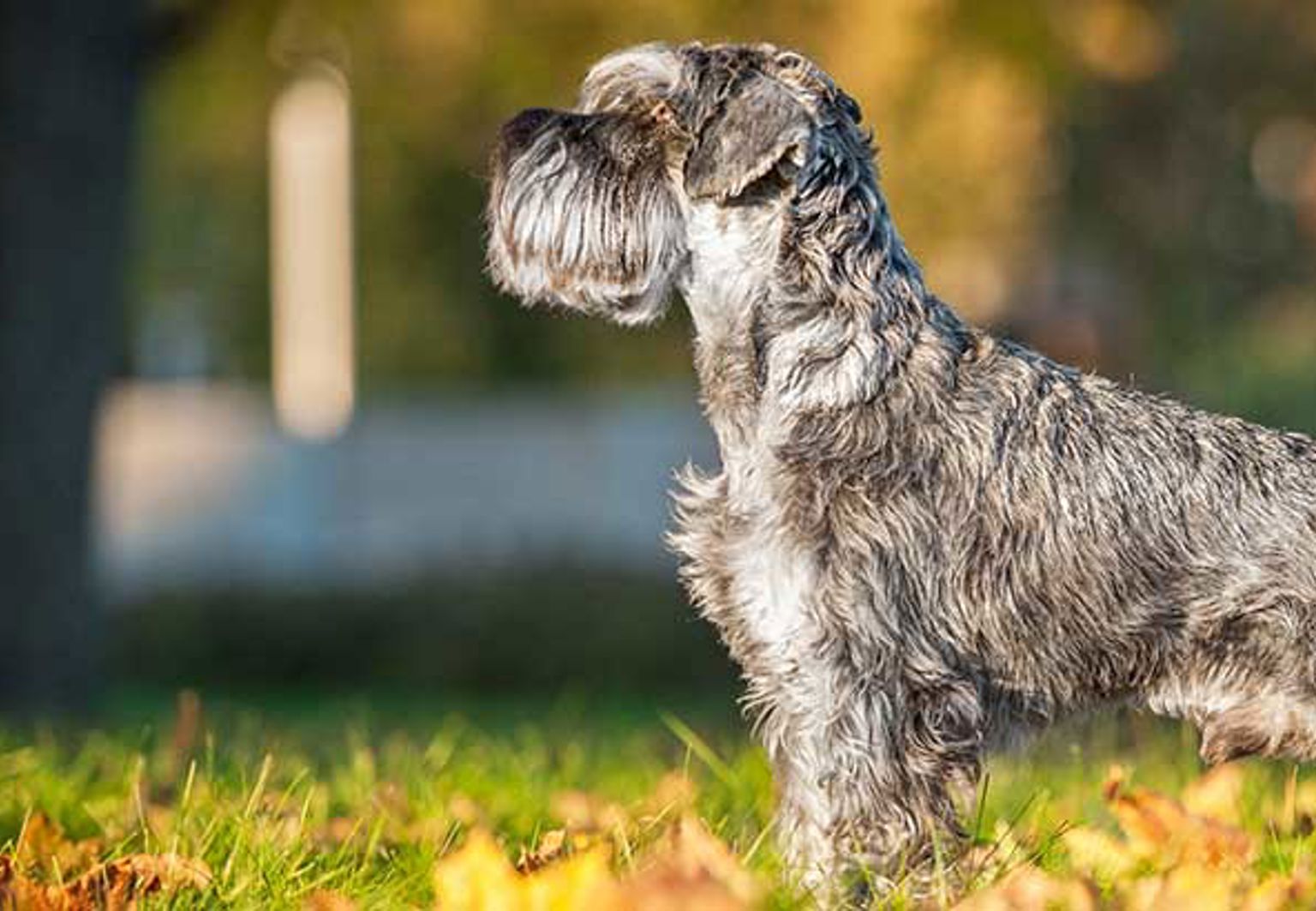 Hund av rasen dvärgschnauzer står ute i höstlöv