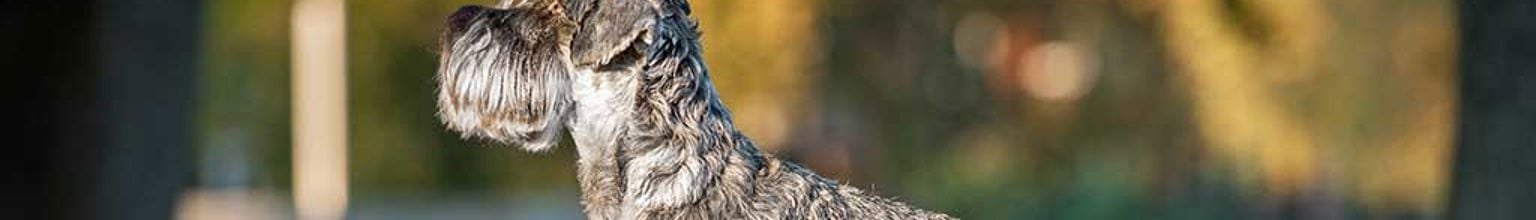 Hund av rasen dvärgschnauzer står ute i höstlöv