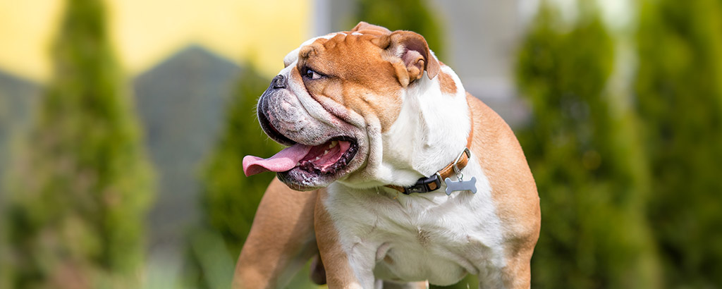 En hund av rasen bulldogg i ett grönområde